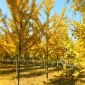 银杏树银杏树价格规格齐全 价格合理
