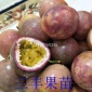 文昌黄金百香果苗 台农百香果苗三沙黄金百香果苗 台农百香果苗海南黄金百香果苗 台农百香果苗果树苗琼海黄金百香果苗 台农百
